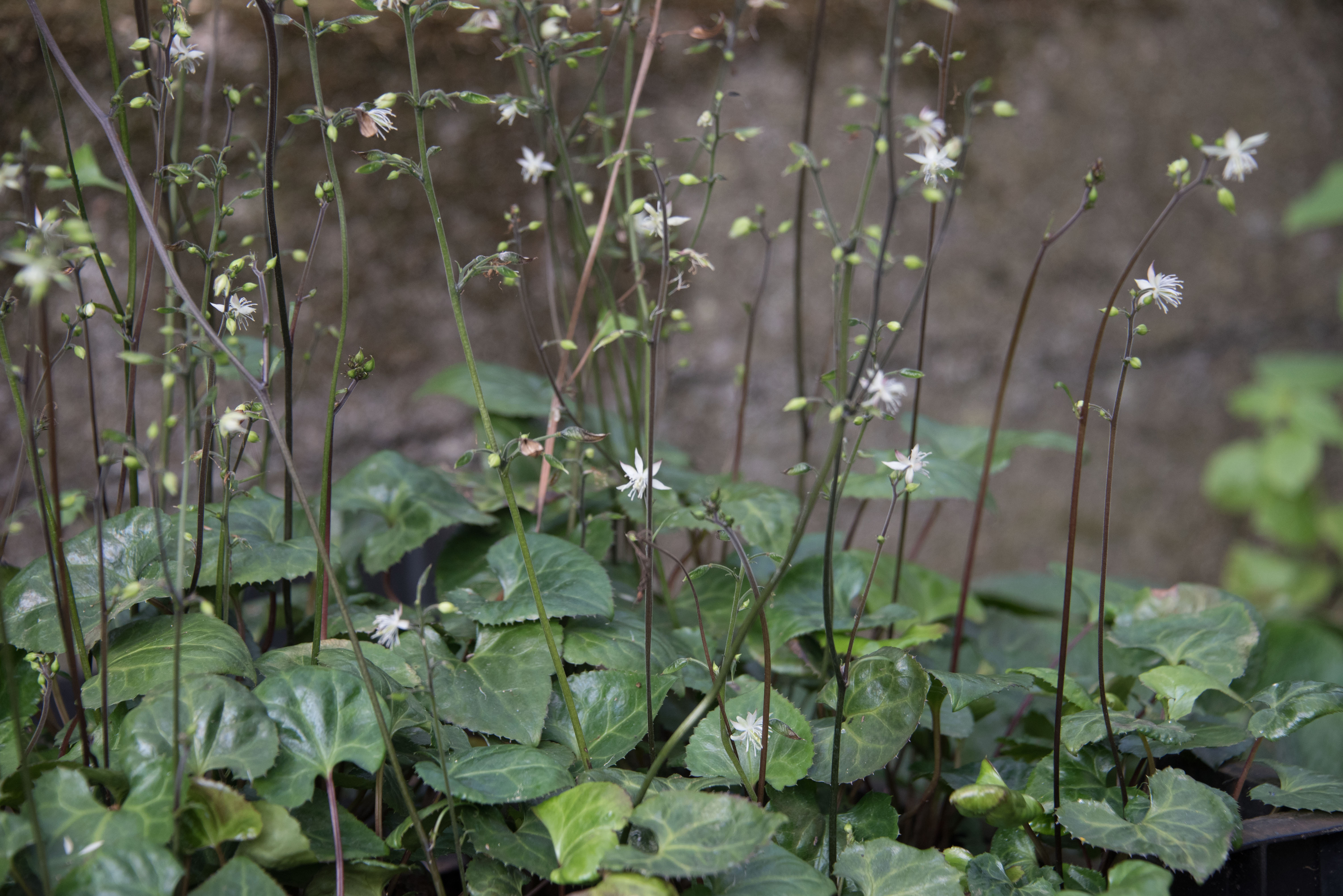 Beesia calthifolia bestellen